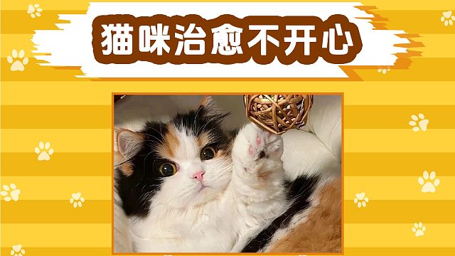 小猫治愈不开心
