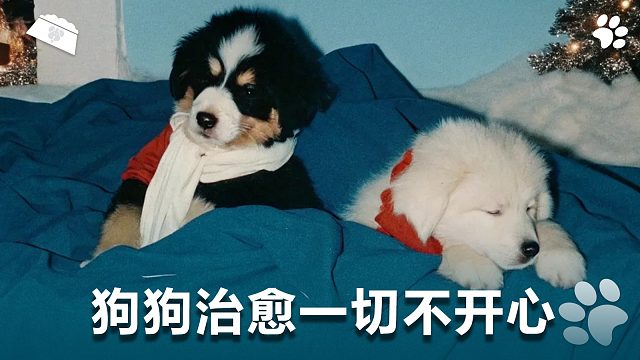 狗狗治愈一切不开心