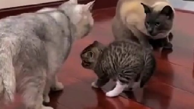 小喵：骚瑞啊，走错地方了[呲牙]