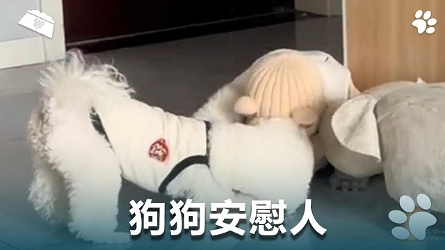 狗狗安慰人，太暖心了