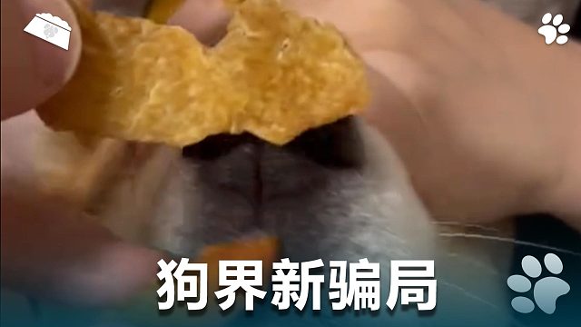 狗界新骗局，它也太可怜了吧