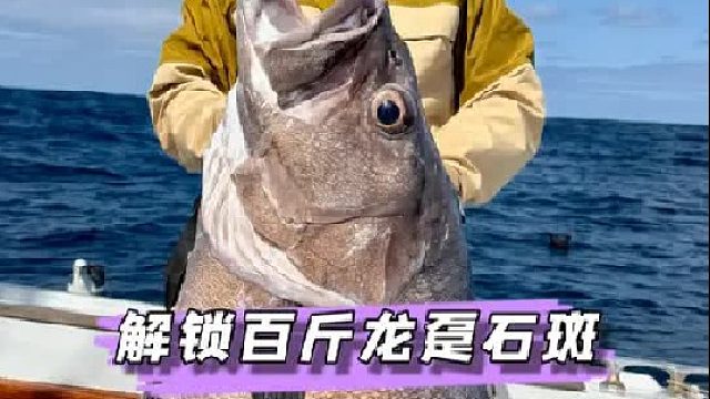 新西兰解锁百斤龙趸石斑鱼。