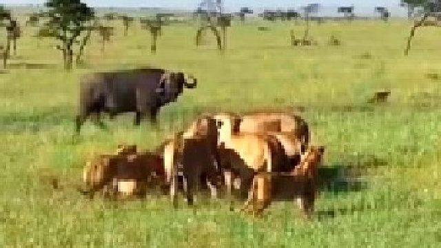 水牛想独自营救它的同伴！