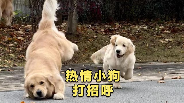 这两只小狗好热情，看得人心都化了
