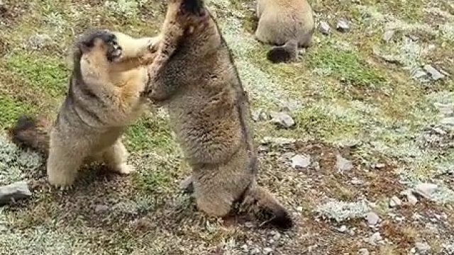 拒绝野生动物表演