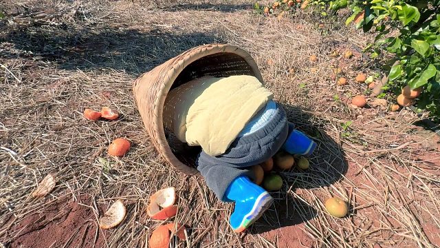 农村爸爸带着儿子去果园，儿子却跟爸爸玩起了“躲猫猫”