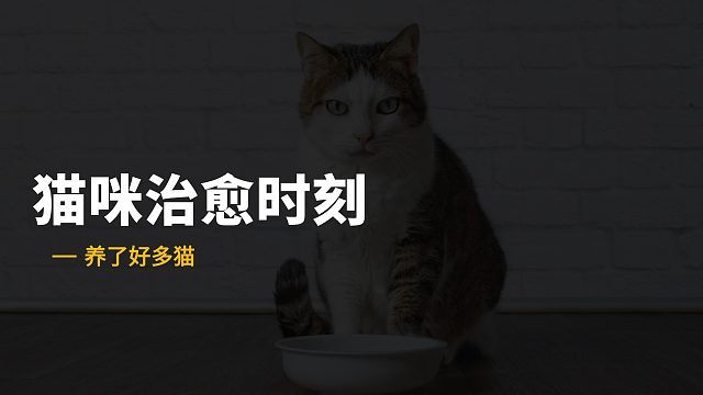 就让小猫咪来治愈你吧~