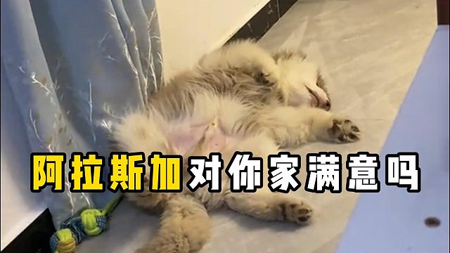 阿拉斯加对你家满意吗？看表现就知道