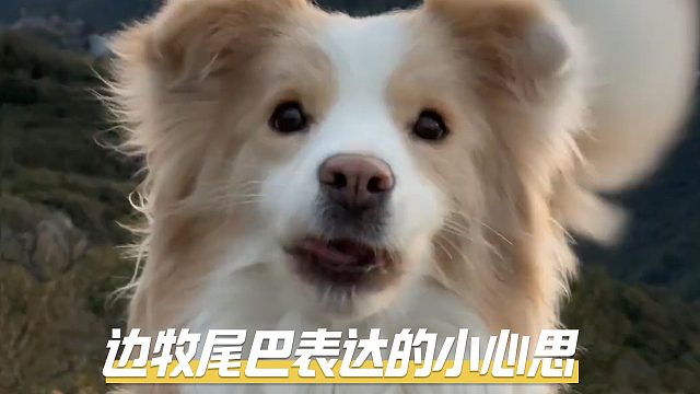 边牧尾巴，也会表达一些小心思