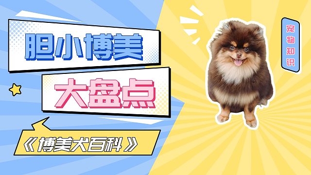 博美有多胆小？动不动就被吓到！