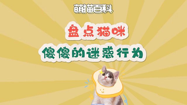 盘点猫咪傻傻的迷惑行为，真的不要太搞笑！