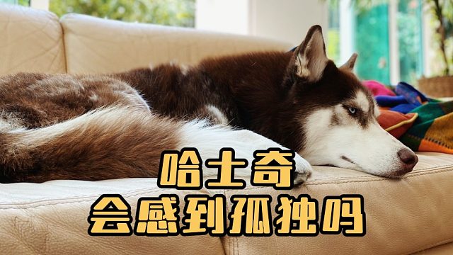 哈士奇会感到孤独吗？会有哪些表现？