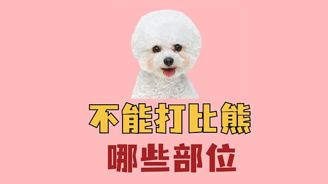 不能打比熊哪些部位？