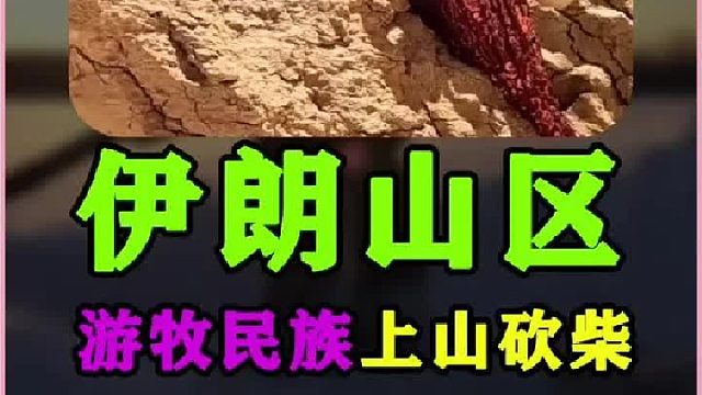 伊朗牧民上山砍柴