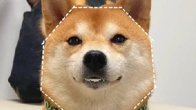 血泪教训，千万别在给狗子吃冷萃酸奶了