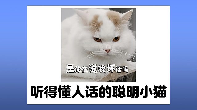 听得懂人话的聪明小猫，别耽误孩子上清华了