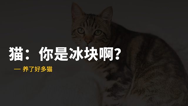 冬天一来，小猫就成了“暖脚宝”