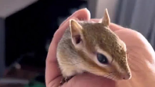 花生入侵 这事只能靠你了！