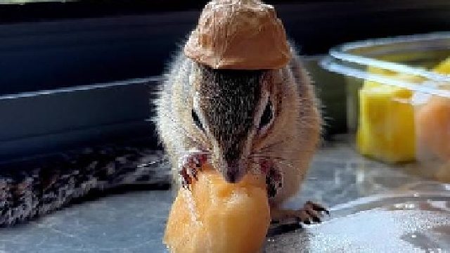 连松鼠都知道吃东西前要洗手！