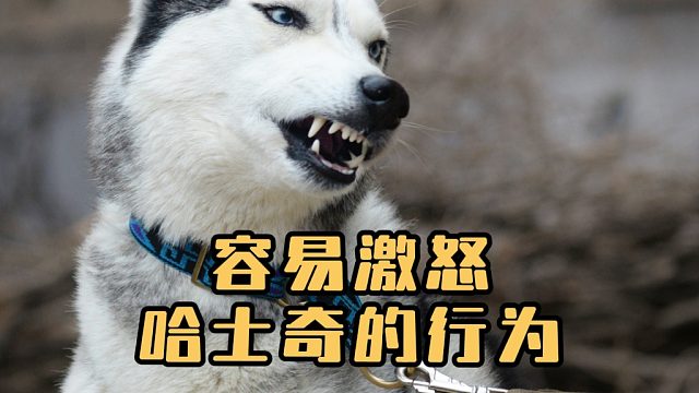 哈士奇虽是无攻击性犬种之一，但也会被激怒