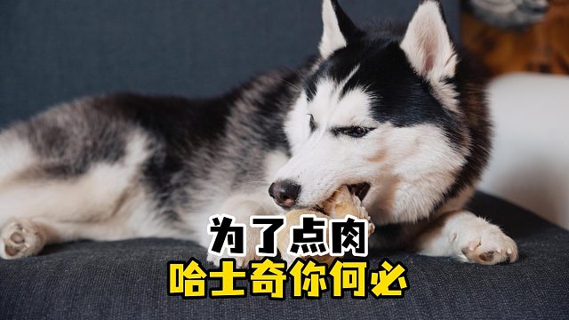 哈士奇偷吃猪肉被撑死，小黄狗一路相送