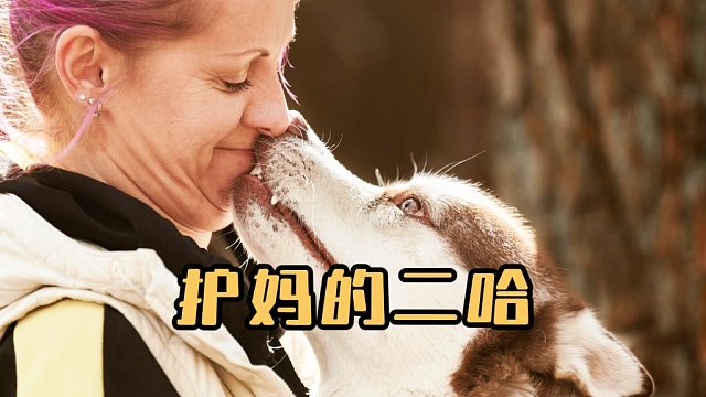 哈士奇：欺负我妈，你要付出代价！