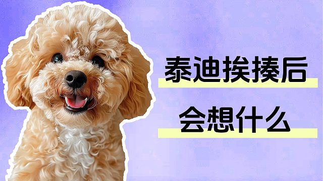 泰迪挨揍后会有什么想法，你知道吗？