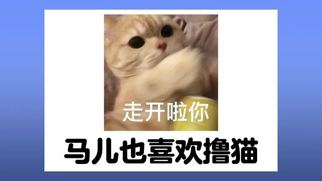马儿也喜欢撸猫，对着猫咪一顿舔