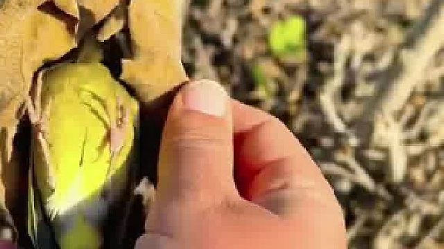 好狡猾的鸟啊…