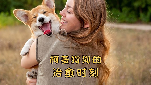 柯基狗狗的治愈时刻