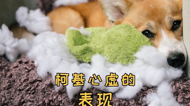 柯基心虚会有哪些表现？你都见过吗？