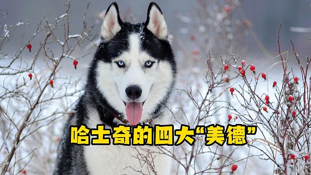 身为一只合格的哈士奇，就要有这些“美德”