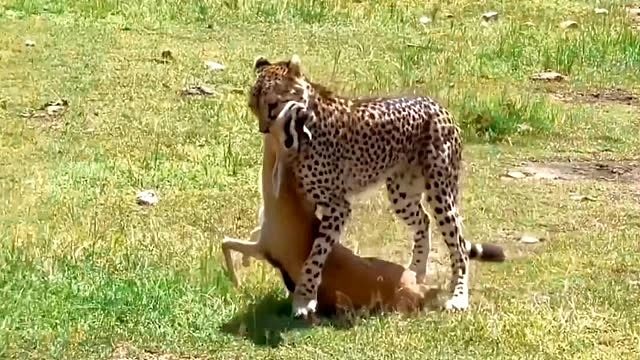 猎豹捕猎羚羊，羚羊全力奔跑还是被猎豹抓住了！
