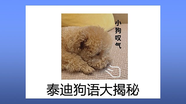 泰迪这些狗语，你了解多少