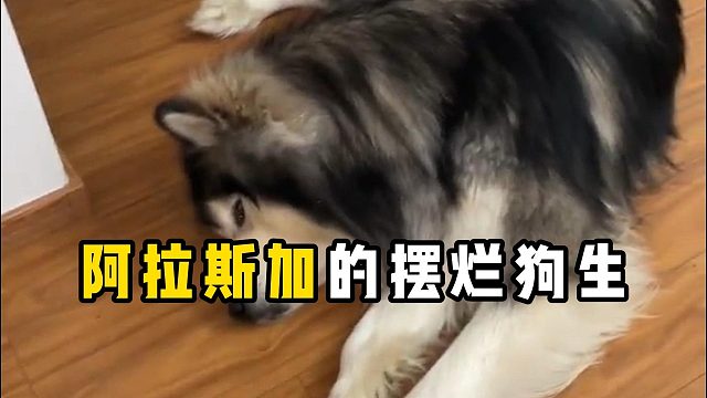 阿拉斯加能有多摆烂？能躺就绝不会起！