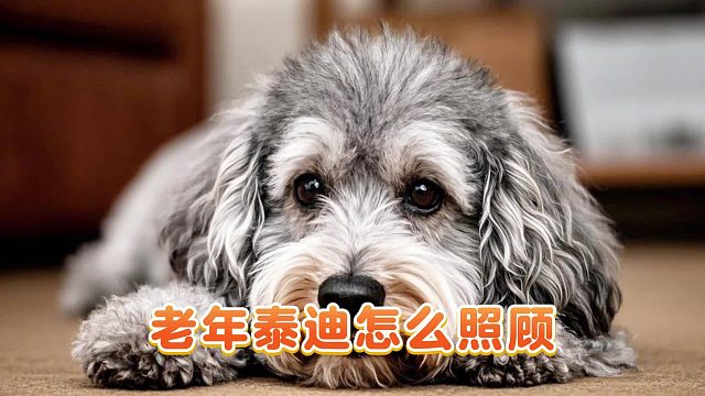 怎样照顾家里的老年泰迪？记住这几点