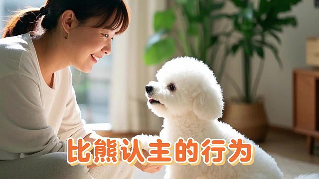 比熊认主之后，那表现可明显了