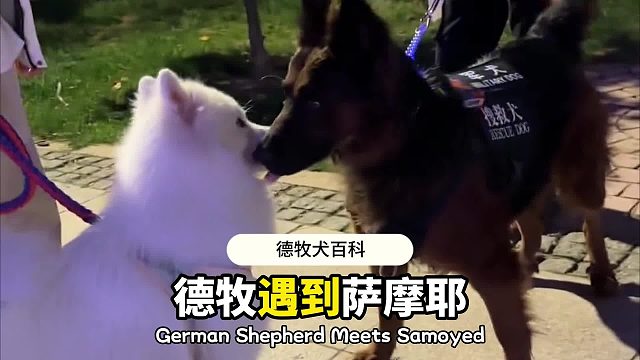 德牧警官和可可爱爱的耶耶，狗界高干甜文！
