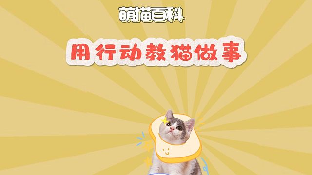 用行动教猫做事，效果嘎嘎好！