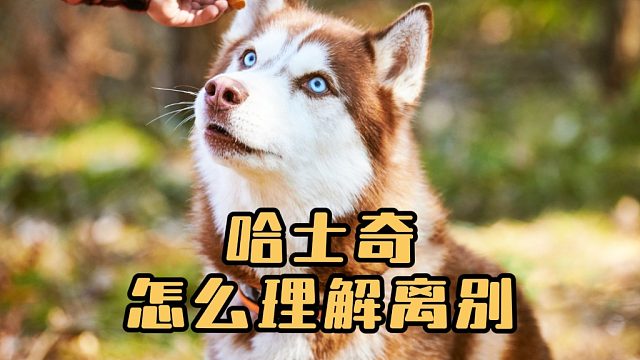 在哈士奇眼中，离别是什么样的？