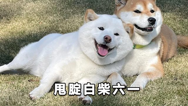 白柴六一这一腚，得罪了不少狗砸