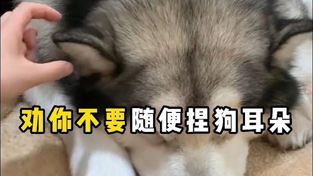 劝你不要随便捏狗耳朵，后果很“严重”！