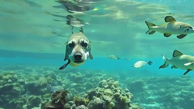 忍不住化身一条狗做的鱼