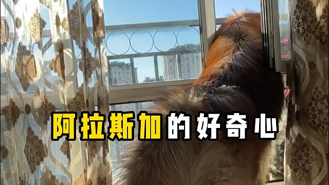 阿拉斯加的好奇心，到底有多重？