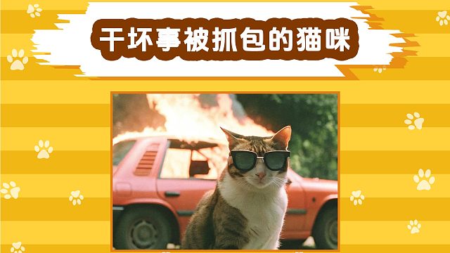 盘点干坏事被抓包的猫咪，场面一度十分尴尬