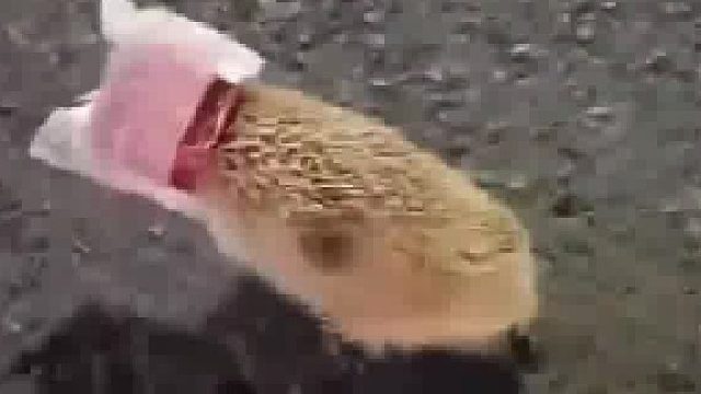 好可耐，就是遵守交通规则