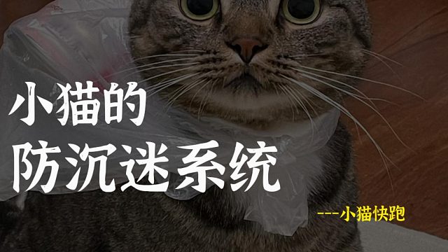 猫猫也有防沉迷系统，你家崽崽是这样吗？