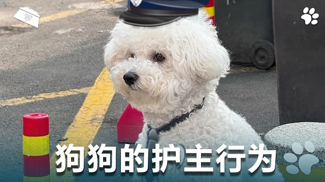狗狗的护主行为，究竟有哪些？
