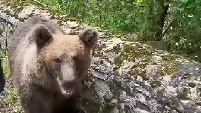 熊：上次敢这么调戏我的，还是一个拿着电锯的光头呢！