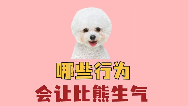 这些行为会让比熊生气，别再招惹它了！